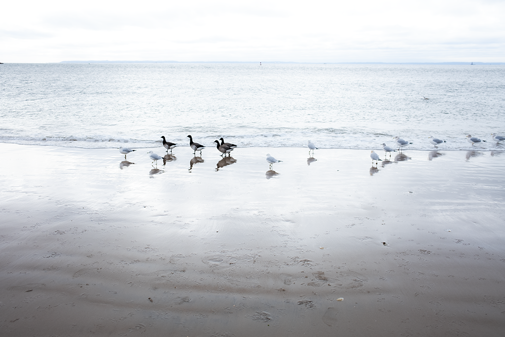 ducks on ocean shore